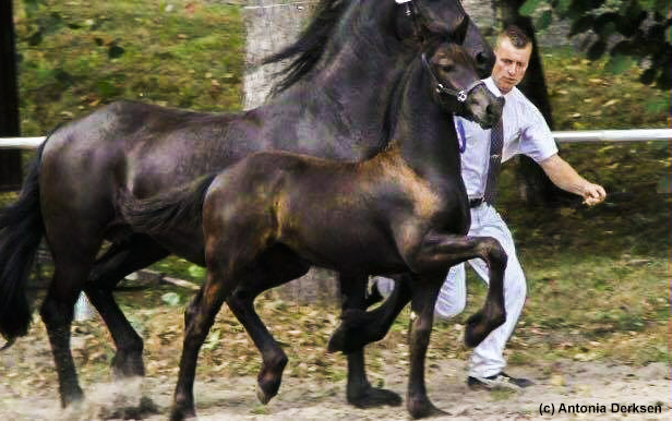 boukje-vd-vogelsberg-002