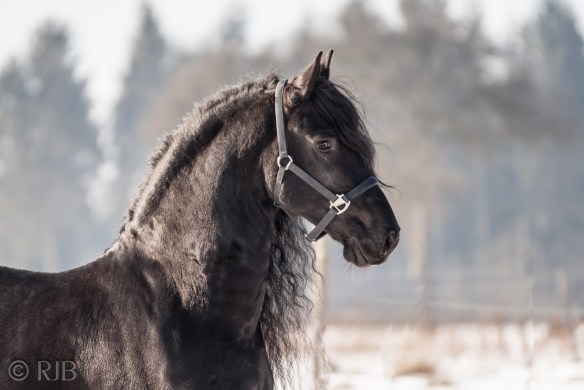 hielke-vant-grupje-011
