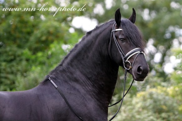 img_4245-tjalbert460