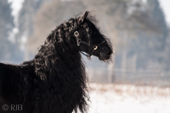 liekele-v-fan-de-miedwei-008