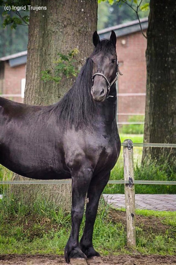 mutterlinien-1-von-1