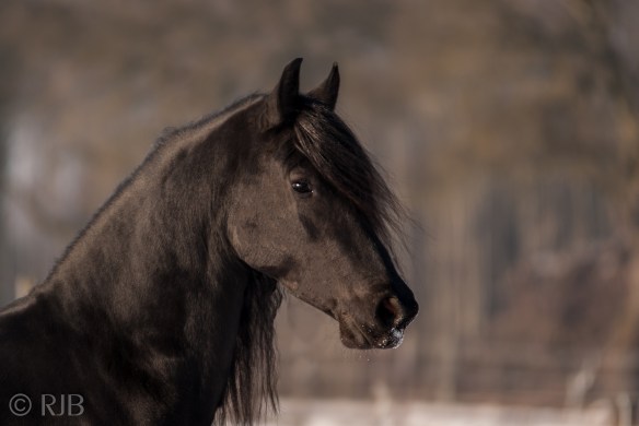 noblesse-fan-limbach-011