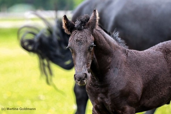 yaron-uldrik-x-folkert-martina-goldmann