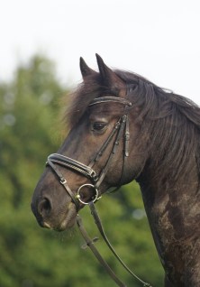 Bernie 2016 - Foto Sabina Wiggins.JPG